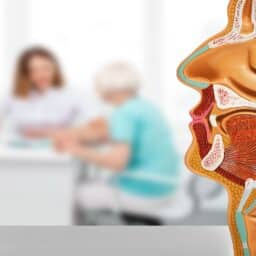 model of a human head in a doctor office